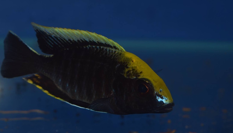 Aulonocara maylandi 'Liwewe Reef'